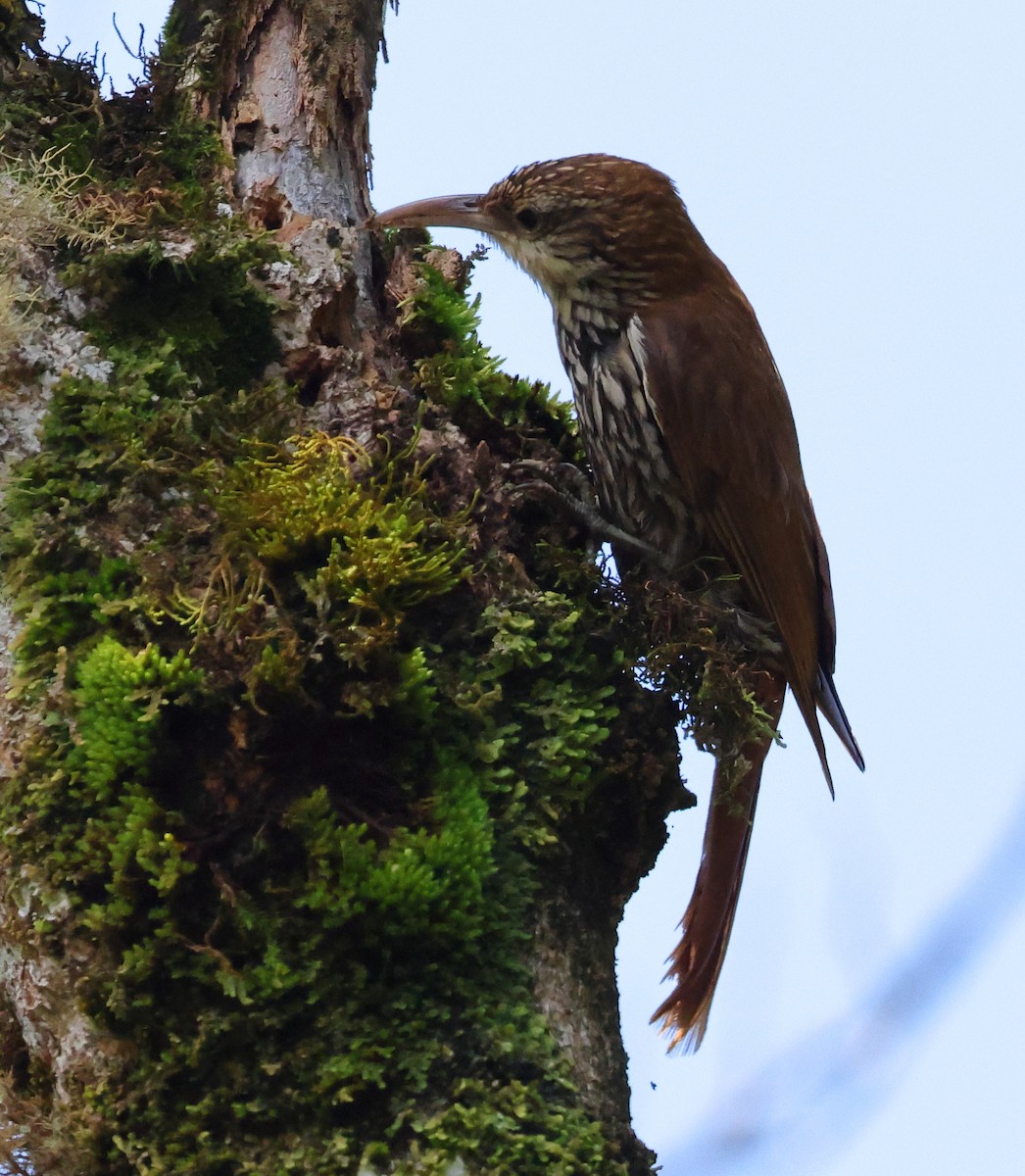 Scaled Woodcreeper - ML646348361