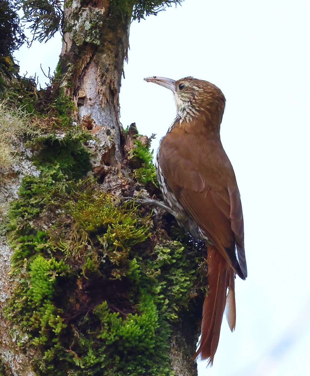 Scaled Woodcreeper - ML646348362