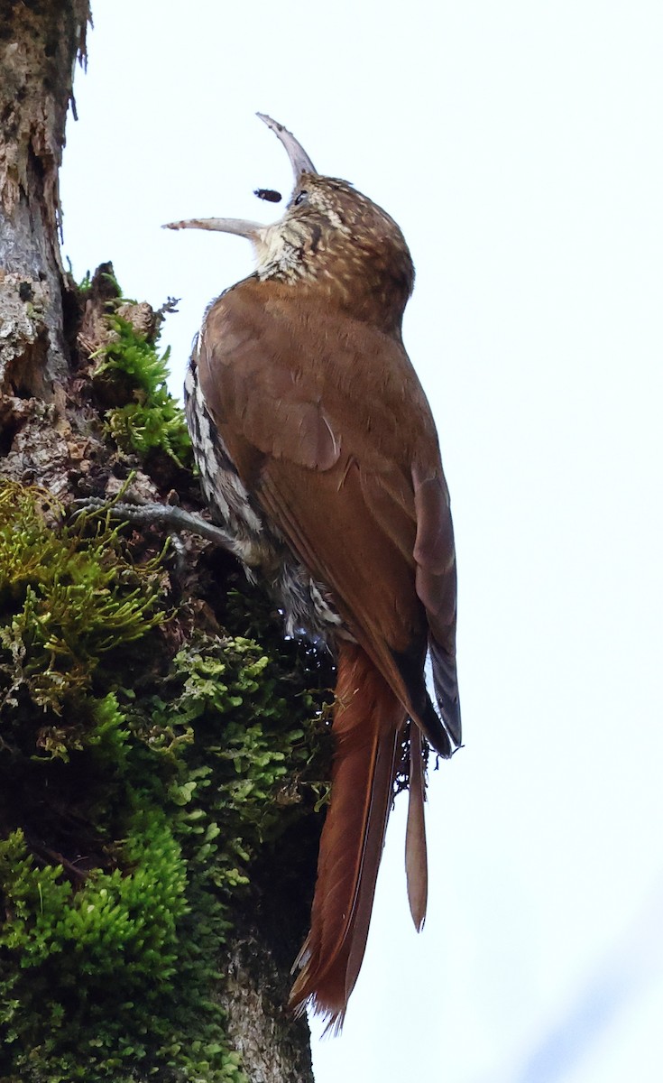 Scaled Woodcreeper - ML646348363