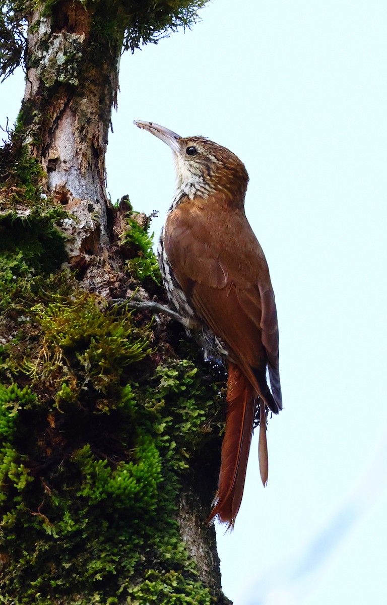 Scaled Woodcreeper - ML646348364