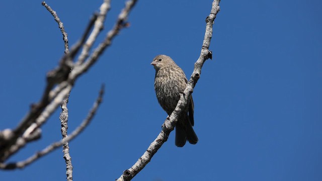 Вашер буроголовий - ML646348369