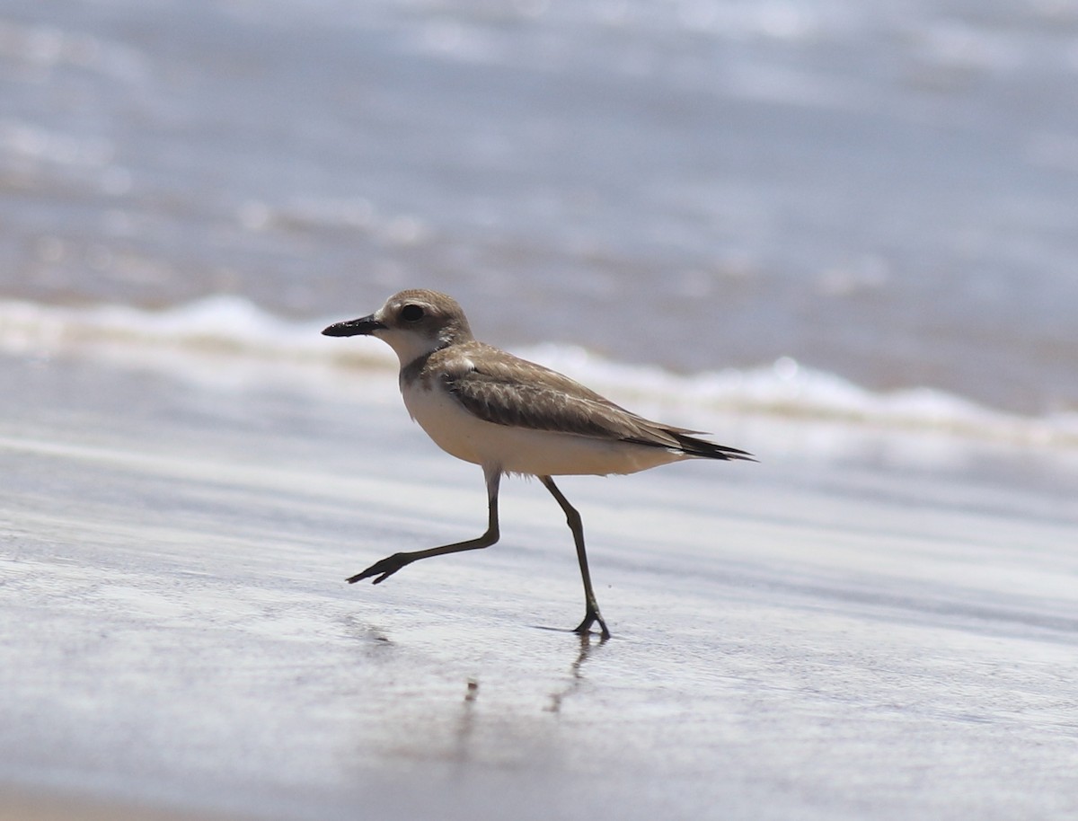 Greater Sand-Plover - ML646348370