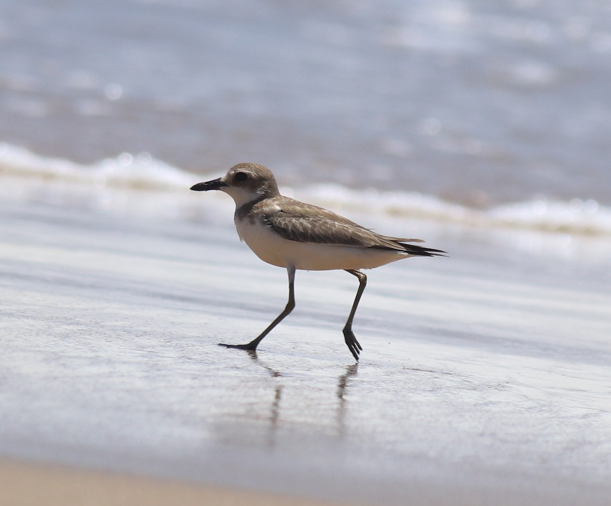 Greater Sand-Plover - ML646348371