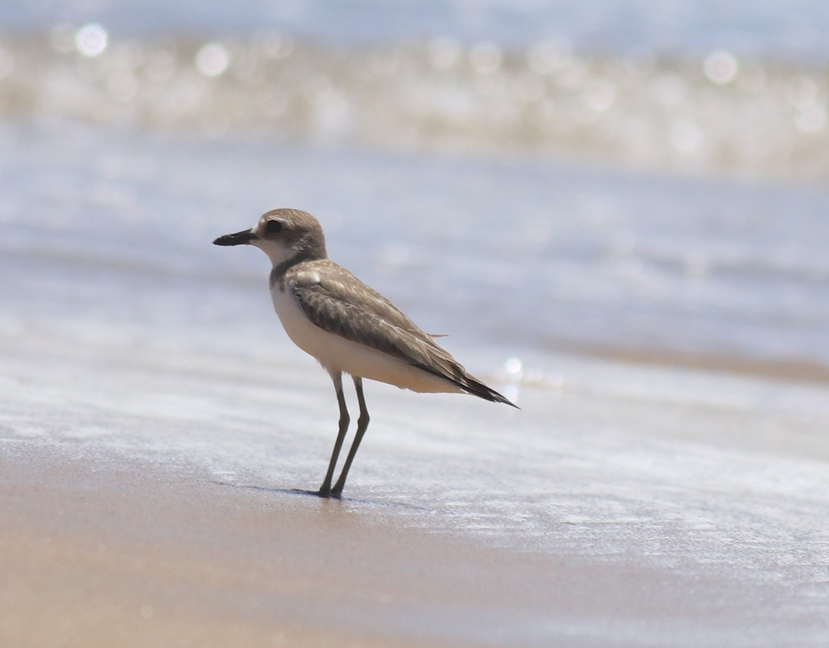 Greater Sand-Plover - ML646348372