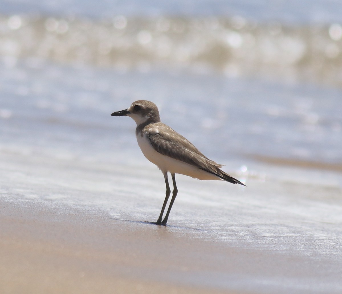 Greater Sand-Plover - ML646348373