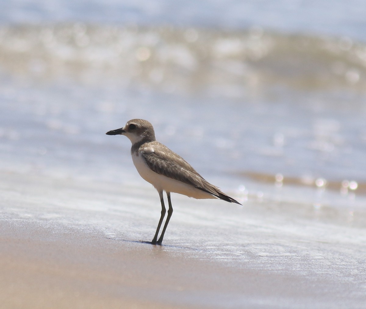 Greater Sand-Plover - ML646348374