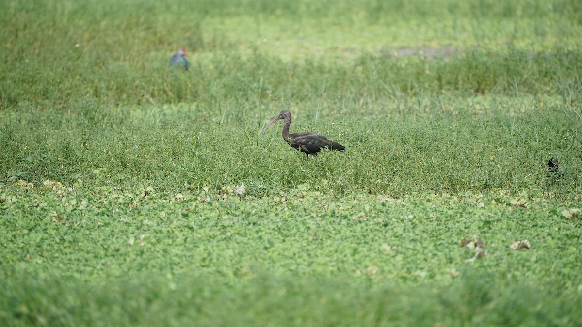 Morito Común - ML646348379