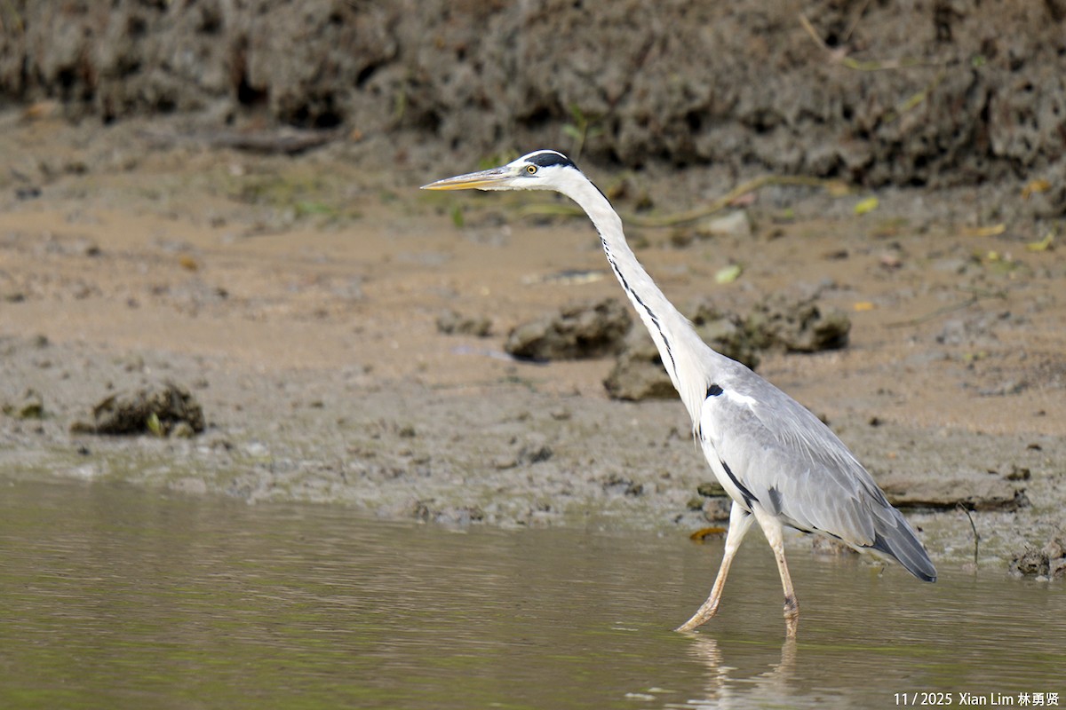 Gray Heron - ML646348381