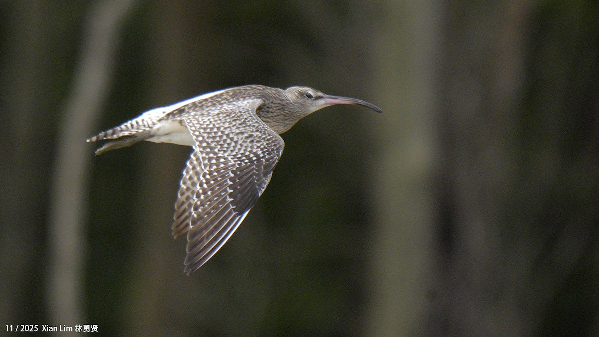Eurasian Whimbrel - ML646348384