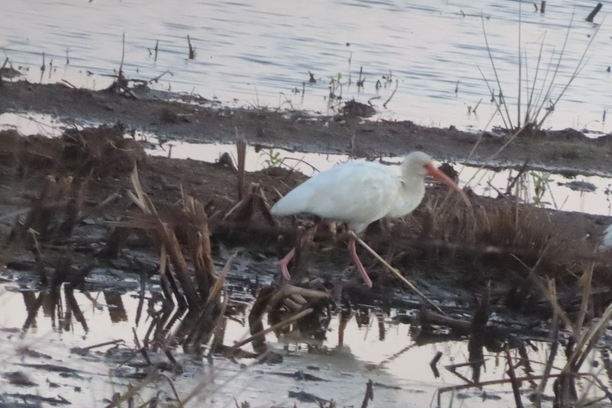 White Ibis - ML646348385