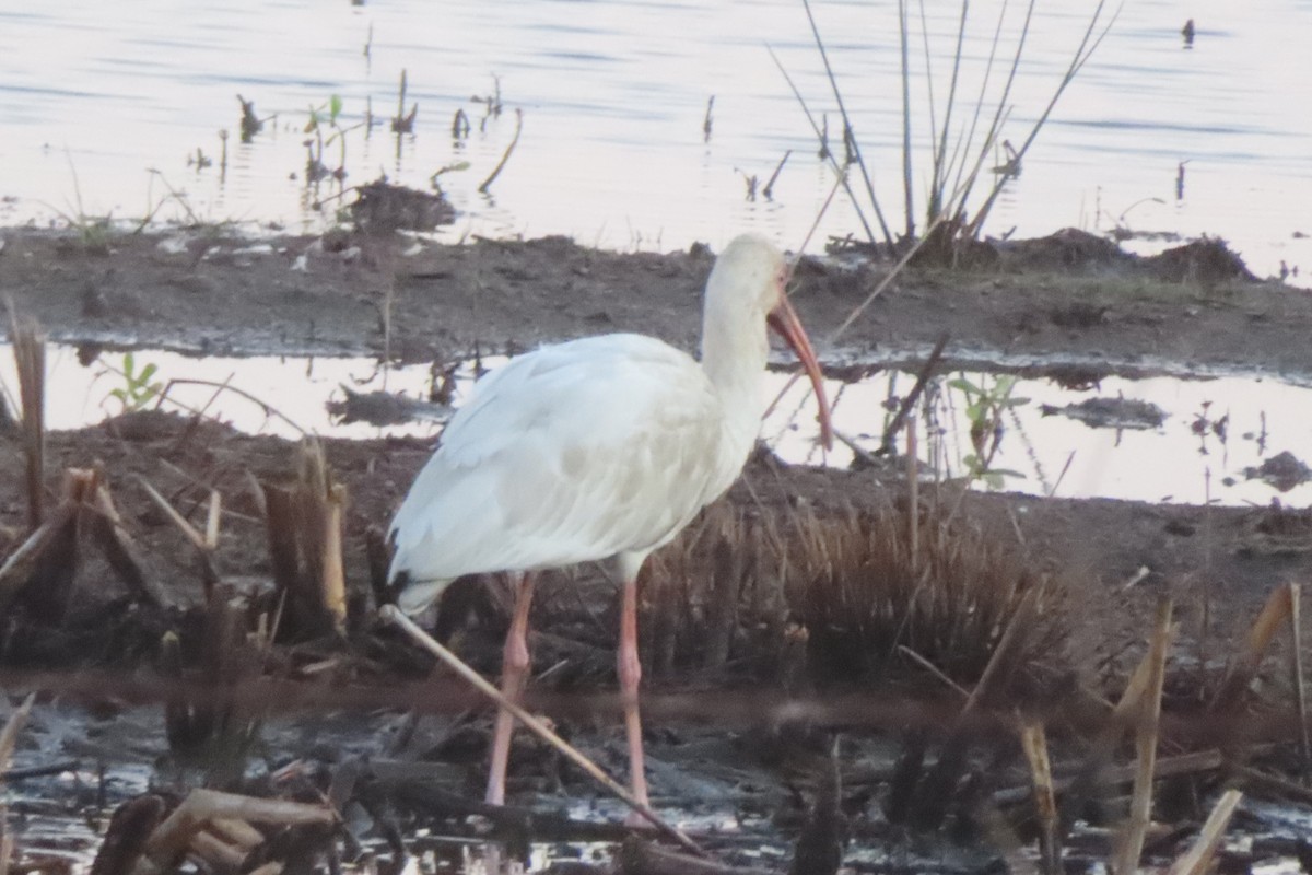 White Ibis - ML646348386