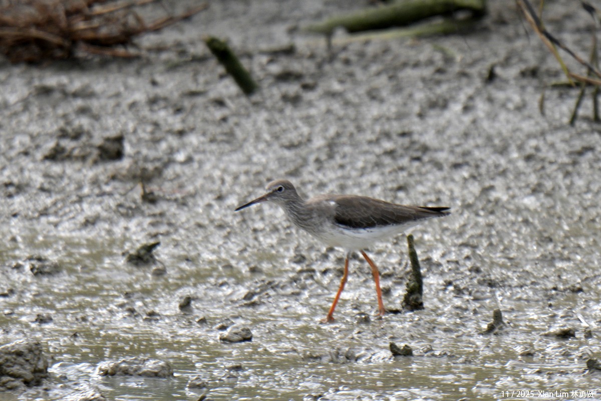 Common Redshank - ML646348388