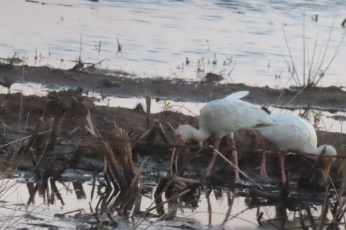 White Ibis - ML646348391