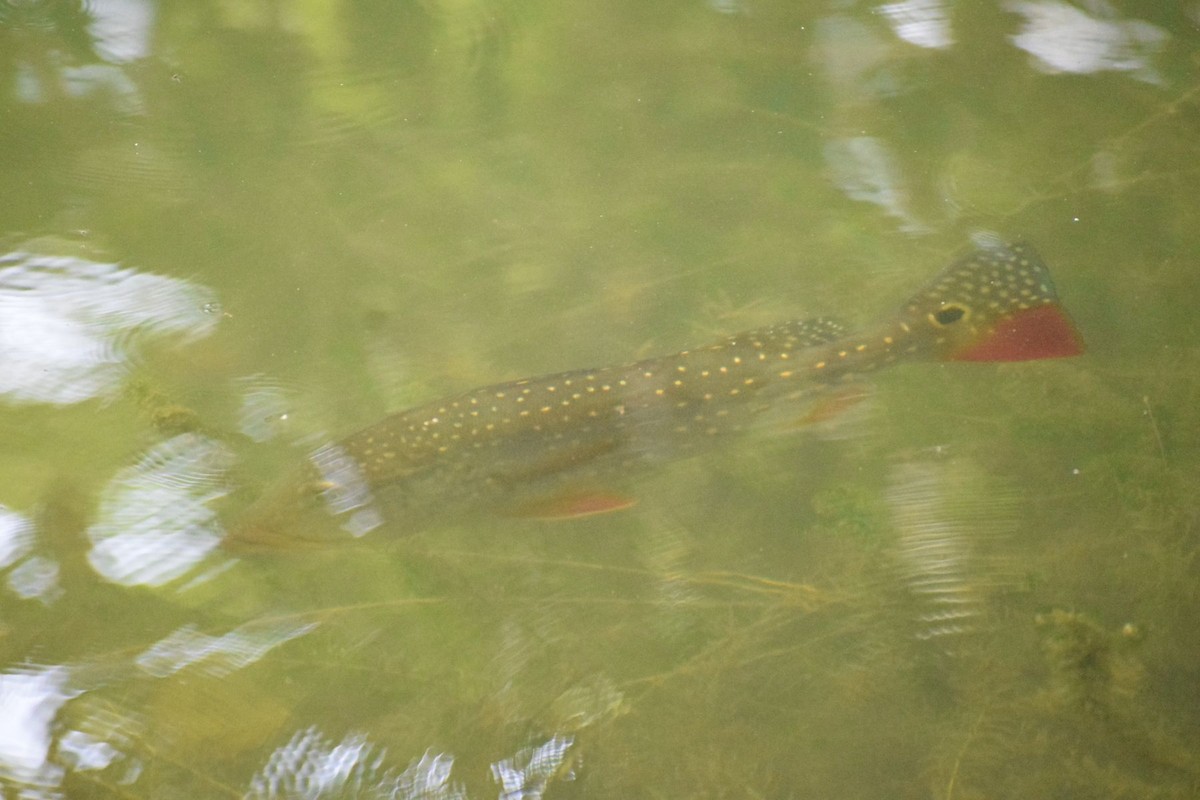 Speckled Peacock Bass - ML646348400