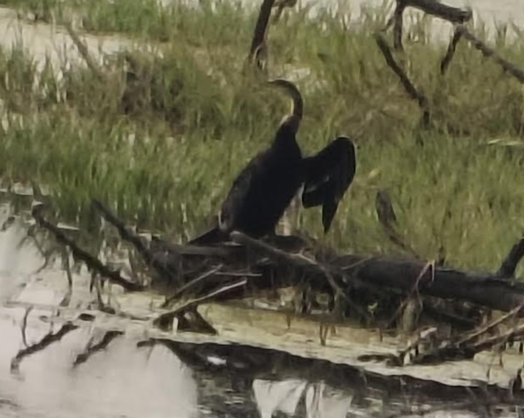 Oriental Darter - ML646348402