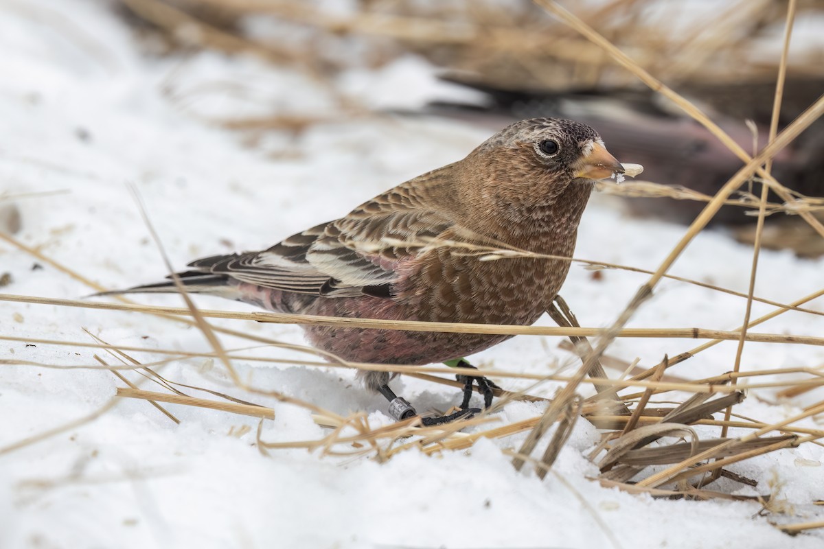 Brown-capped Rosy-Finch - ML646348403
