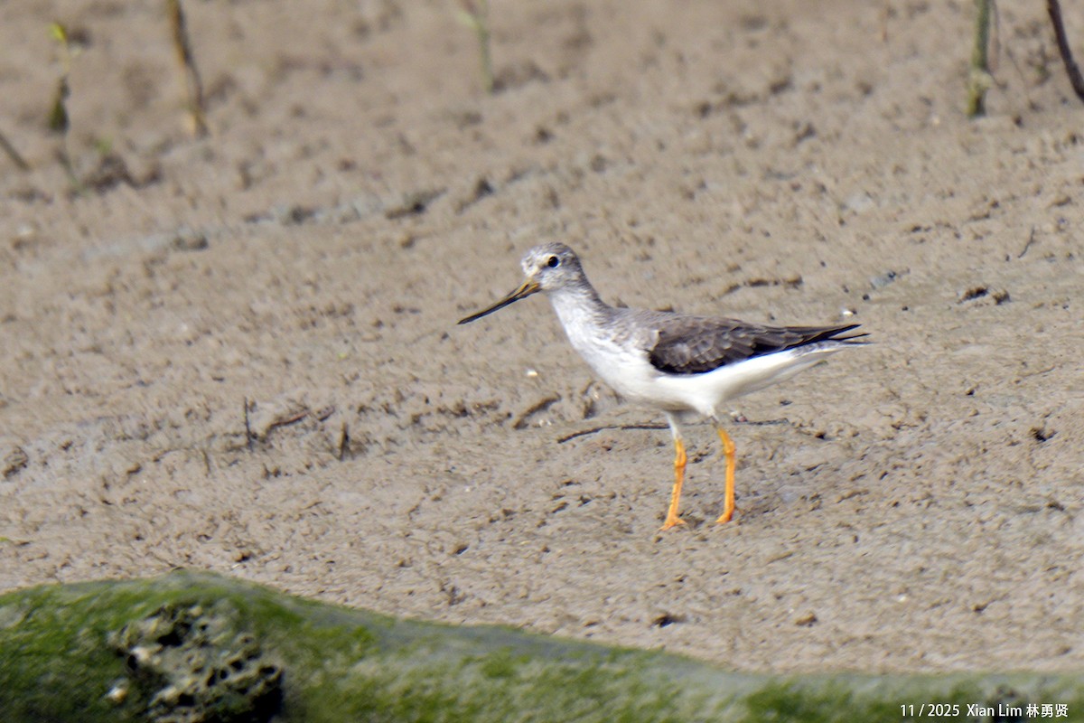 Terek Sandpiper - ML646348404