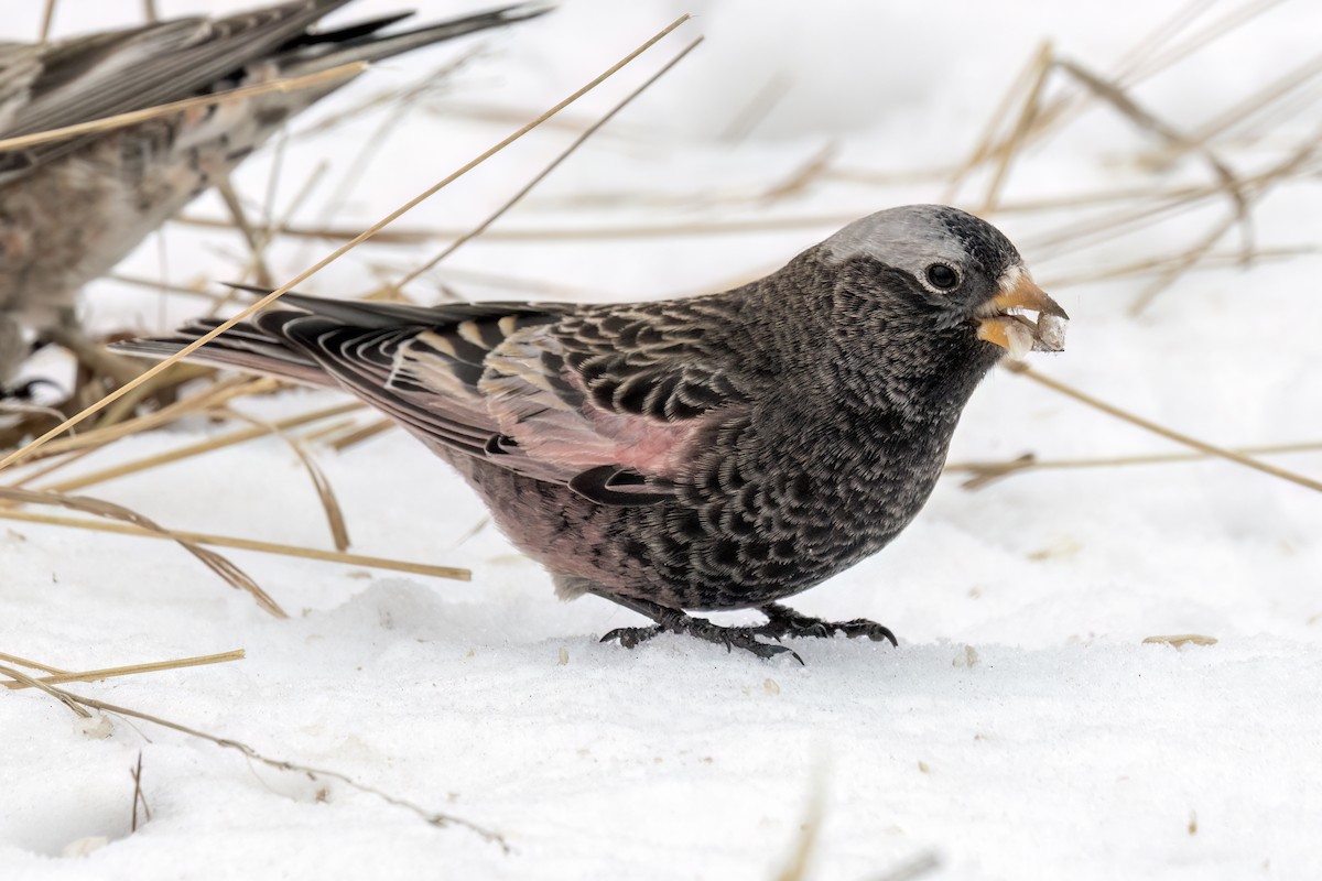 Black Rosy-Finch - ML646348405