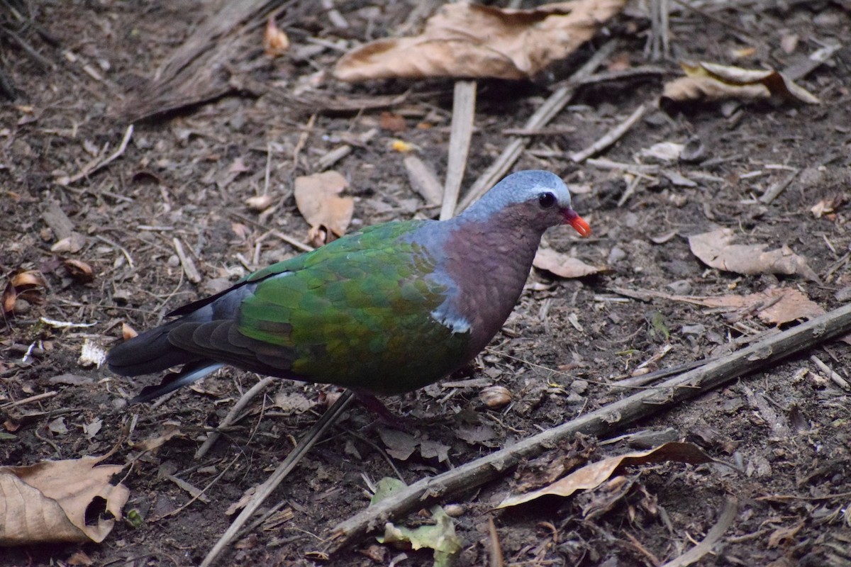 Asian Emerald Dove - ML646348407