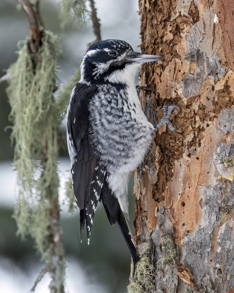 American Three-toed Woodpecker - ML646348408