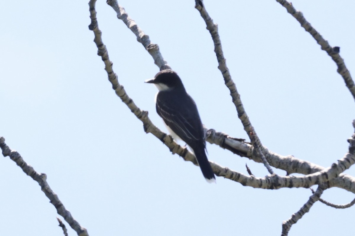 Tirano Oriental - ML646348418