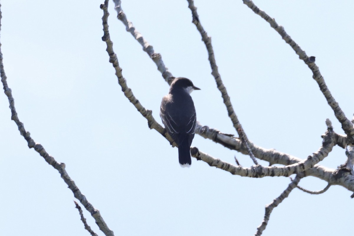 Tirano Oriental - ML646348419