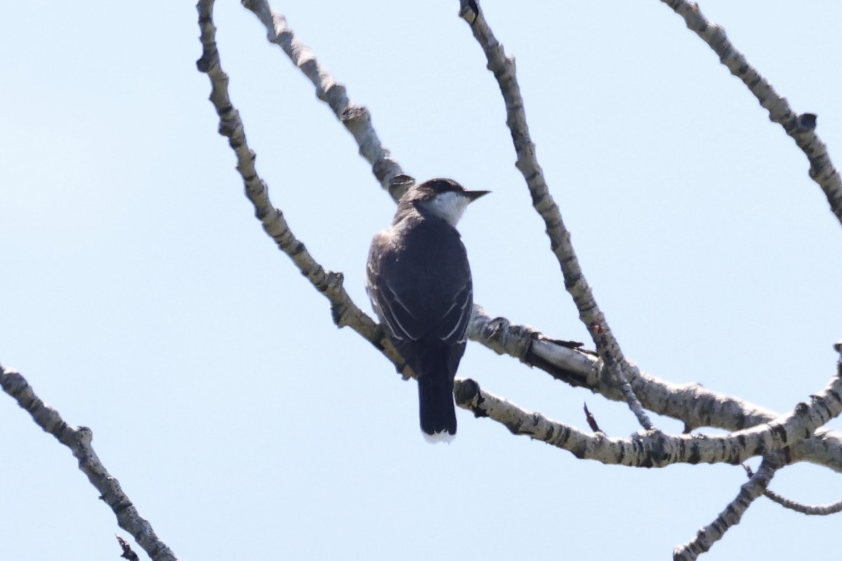 Tirano Oriental - ML646348420