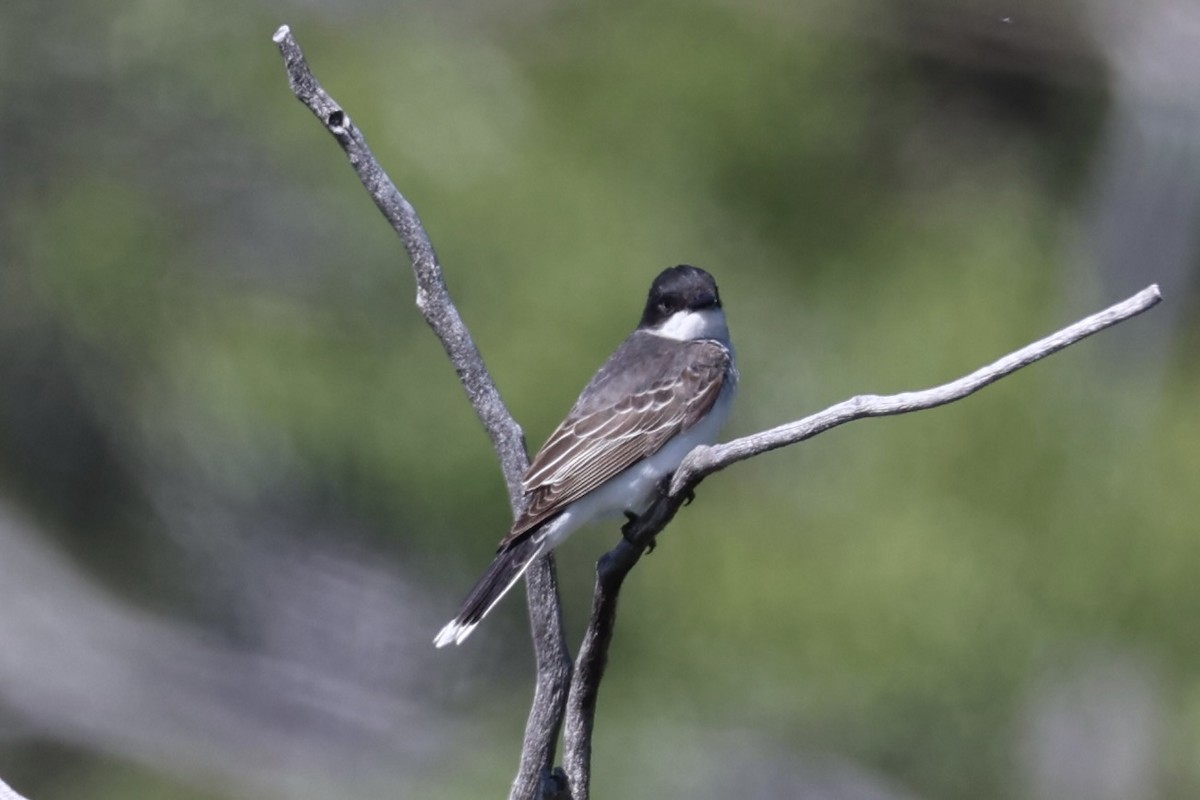 Tirano Oriental - ML646348421