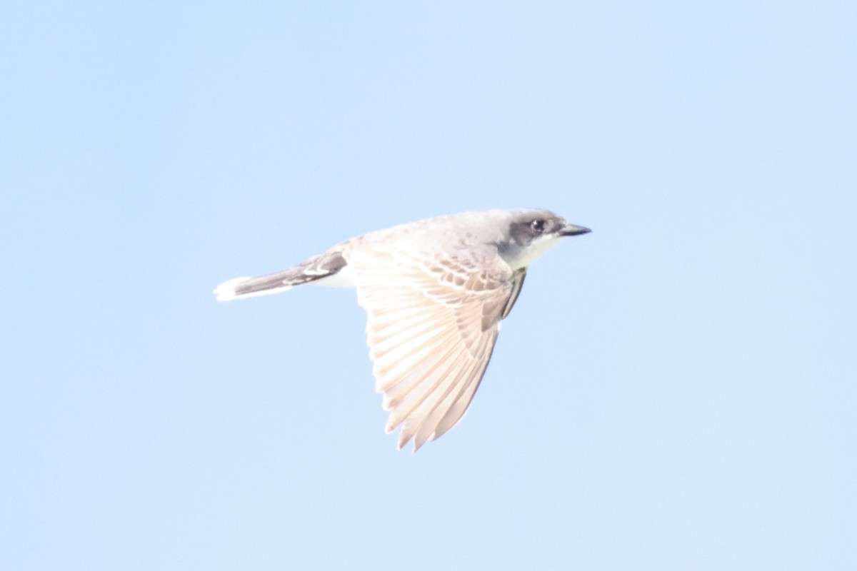 Tirano Oriental - ML646348422