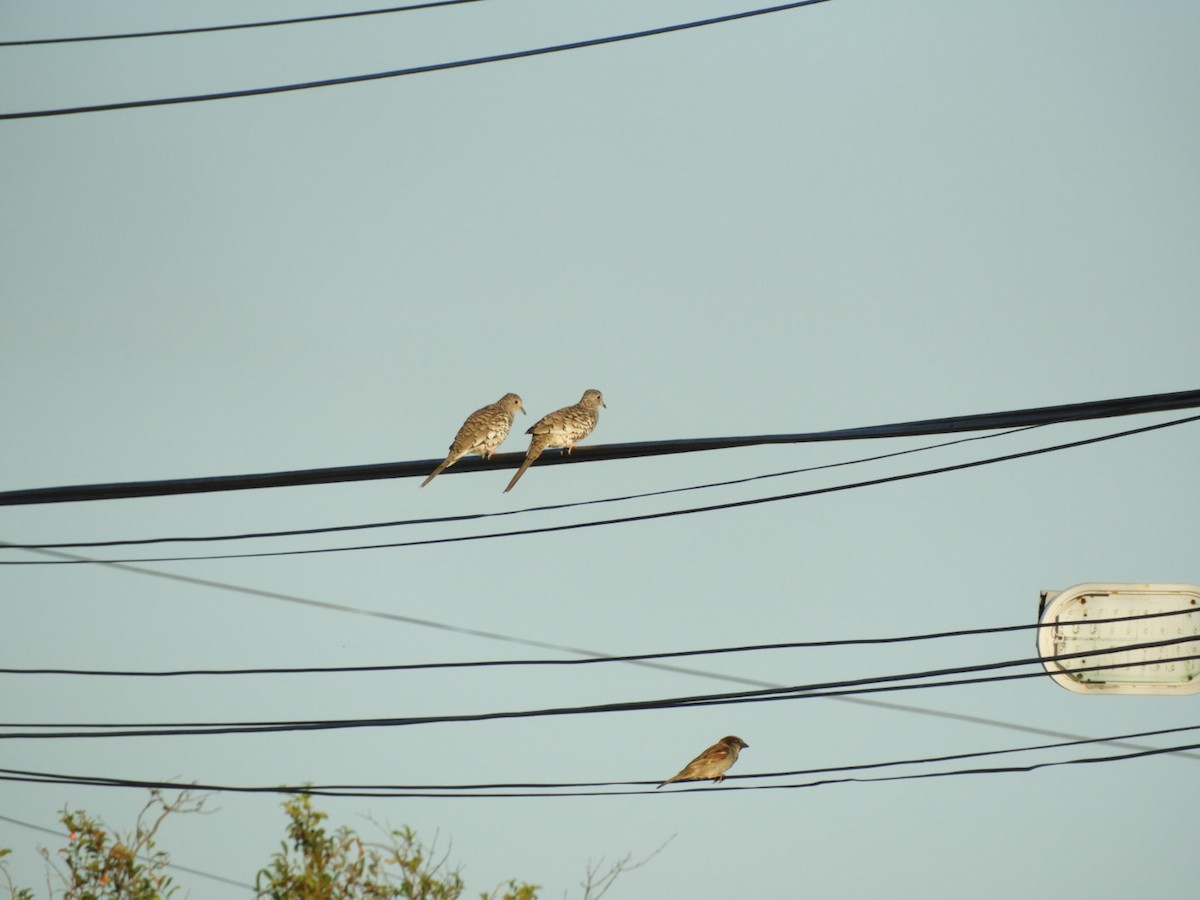 Scaled Dove - ML646348425