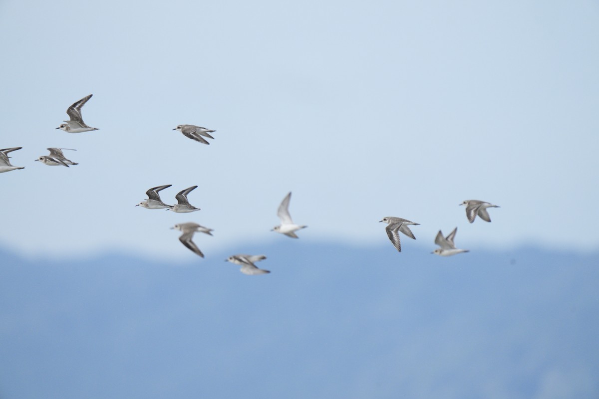 Tibetan Sand-Plover - ML646348427