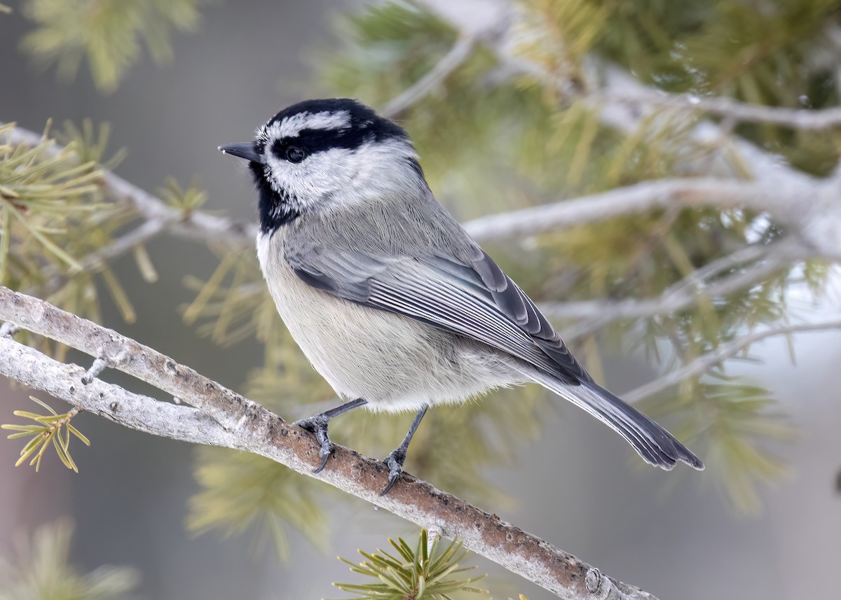 Mountain Chickadee - ML646348438