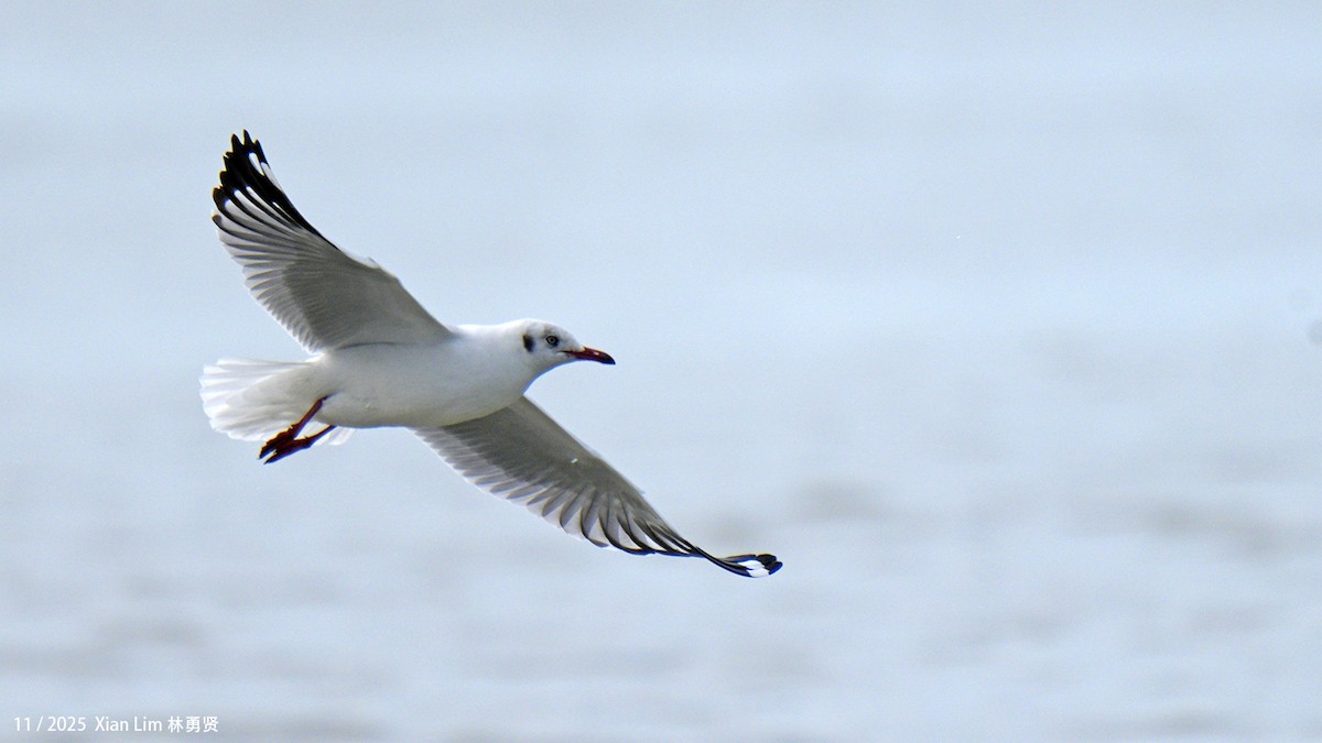 שחף חום-ראש - ML646348441