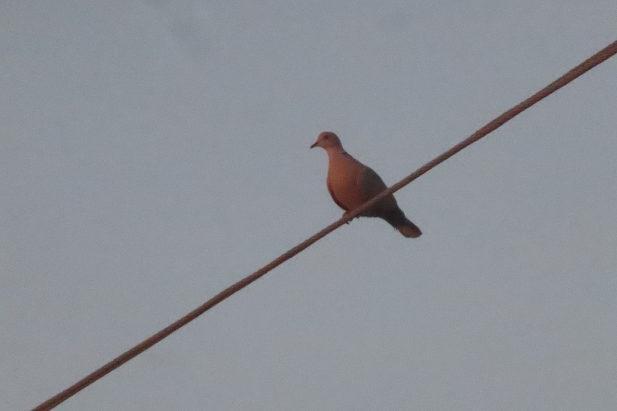 Mourning Dove - ML646348442