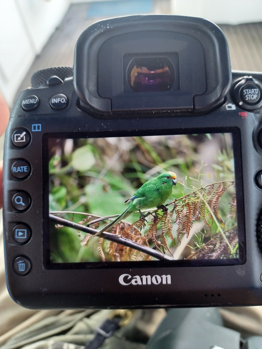 Malherbe's Parakeet - ML646348447