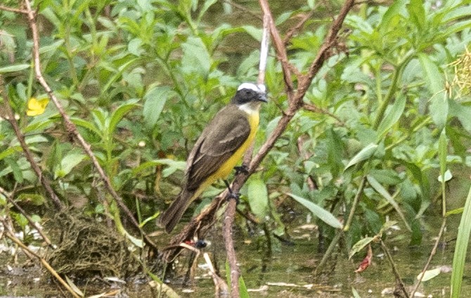 Rotscheitel-Maskentyrann [similis-Gruppe] - ML646348451