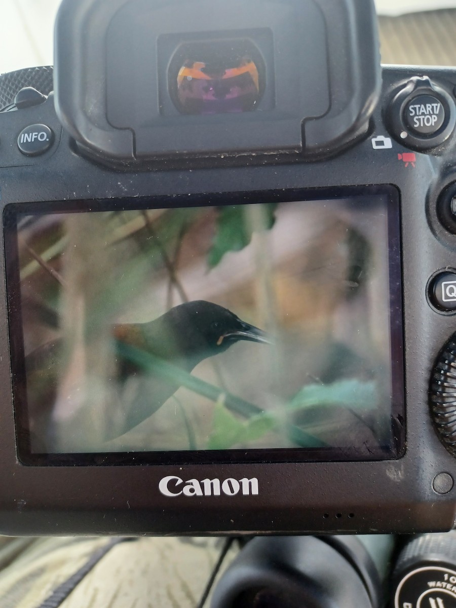 South Island Saddleback - ML646348452