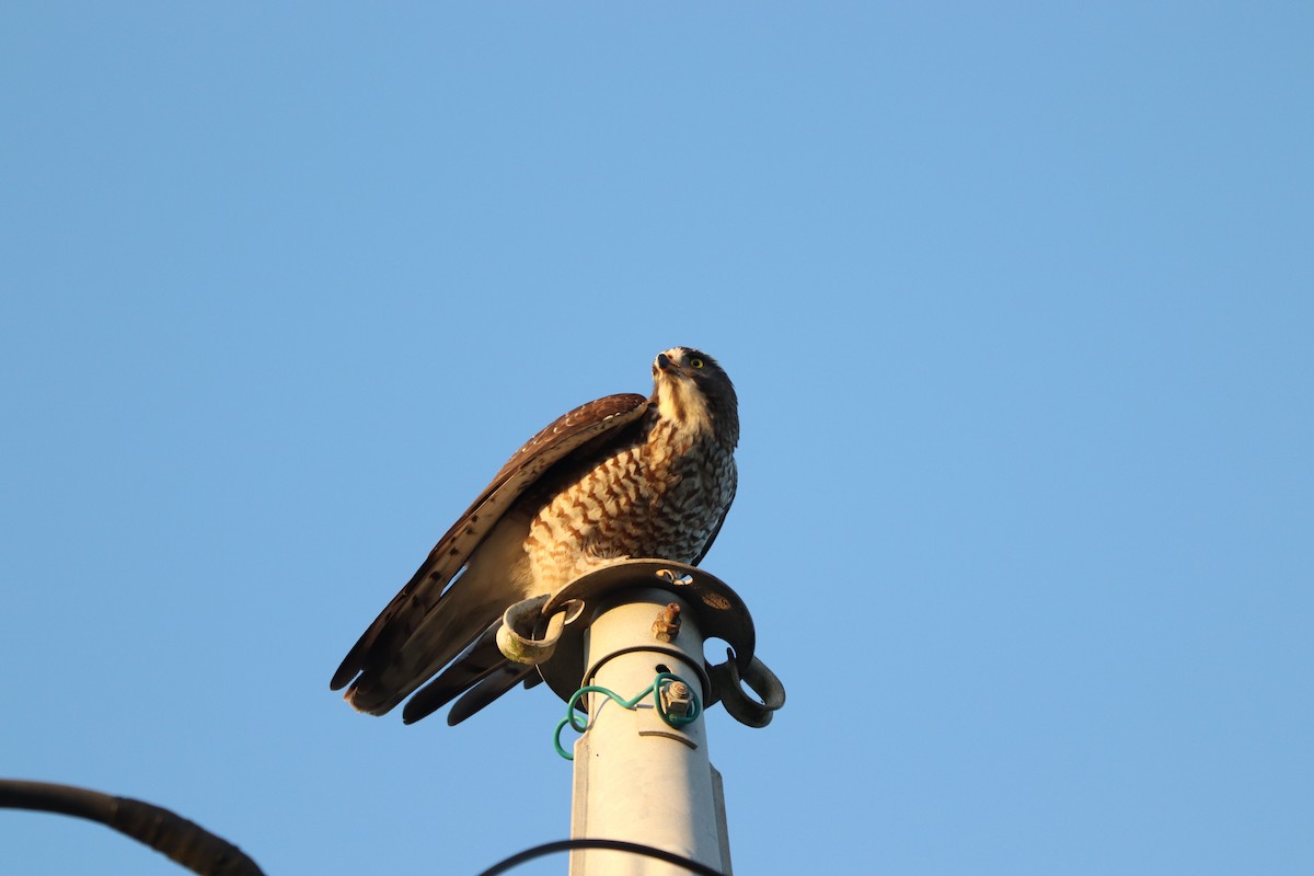 gråkinnvåk - ML646348454