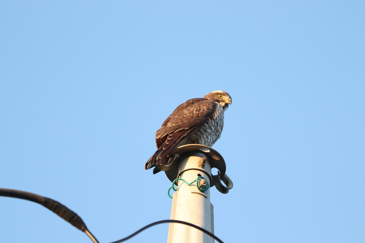 gråkinnvåk - ML646348455