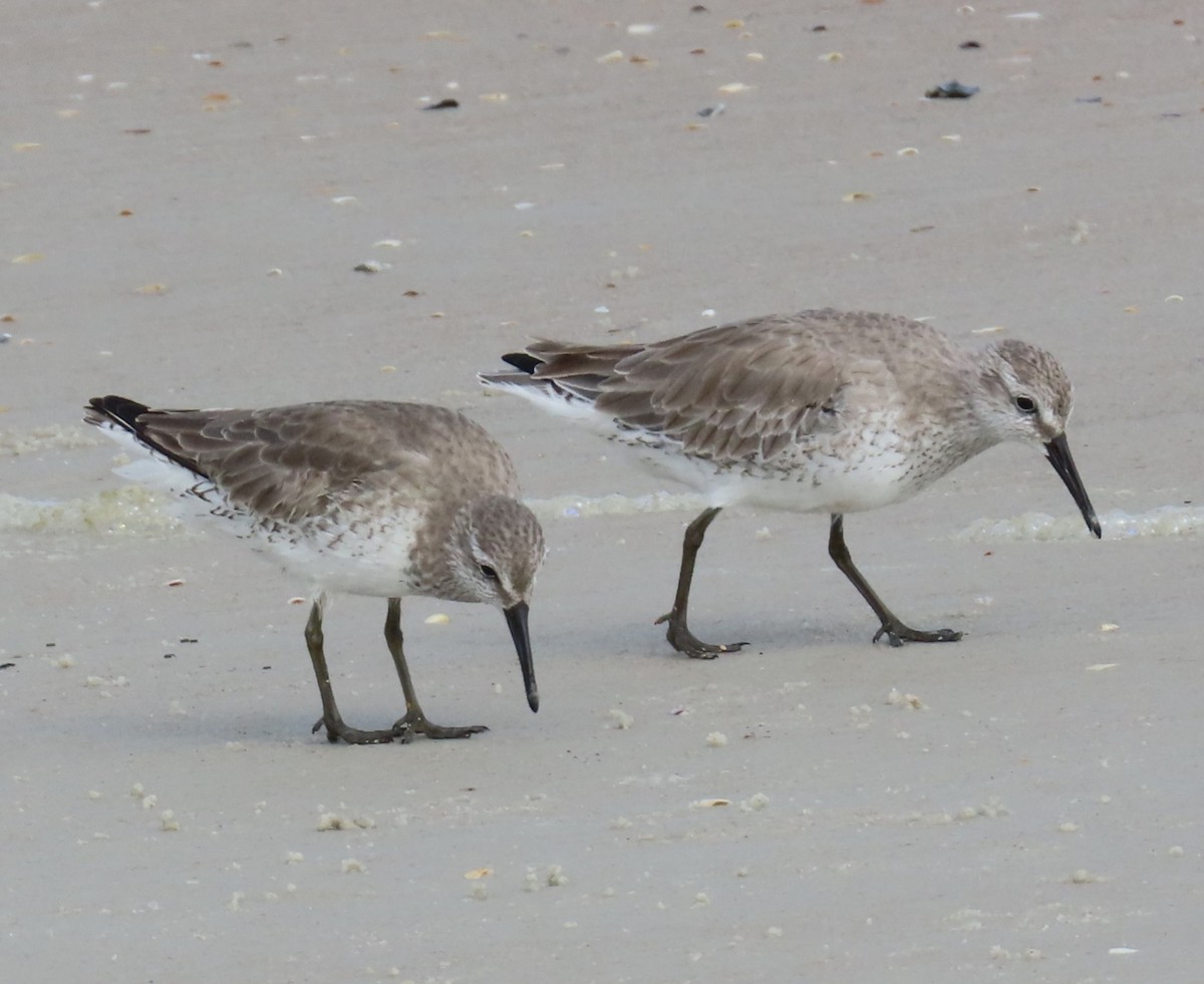 コオバシギ - ML646348458