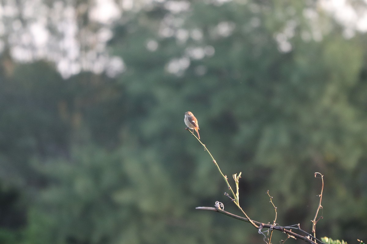 aurorarødstjert - ML646348463