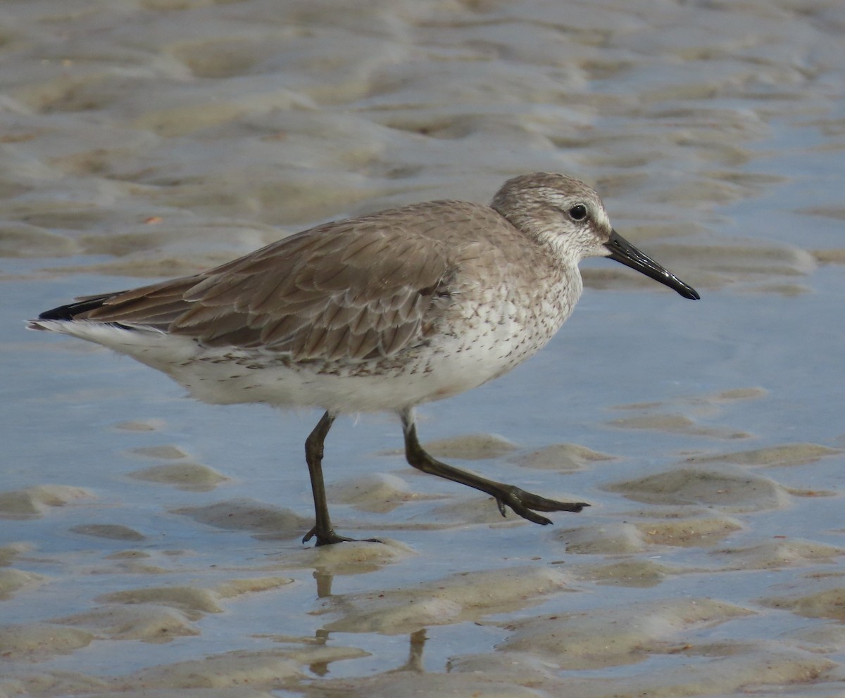 コオバシギ - ML646348467