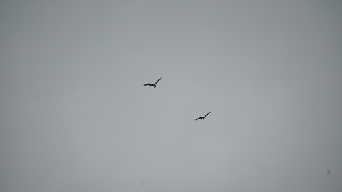 Tántalo Indio - ML646348468