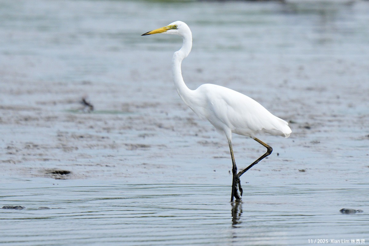 Great Egret - ML646348474