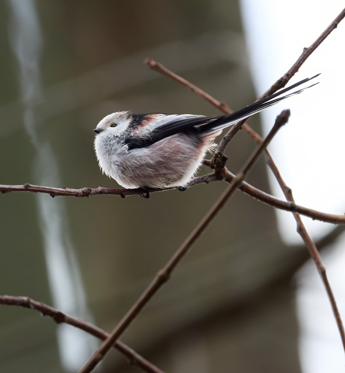 mlynařík dlouhoocasý - ML646348477