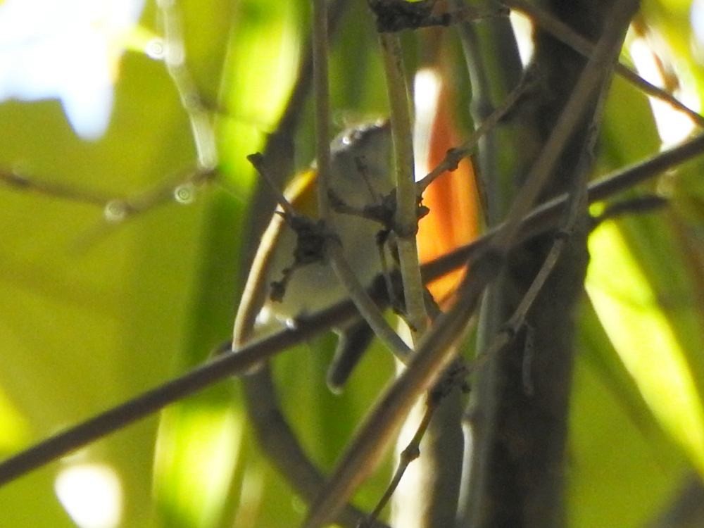 American Redstart - ML646348479
