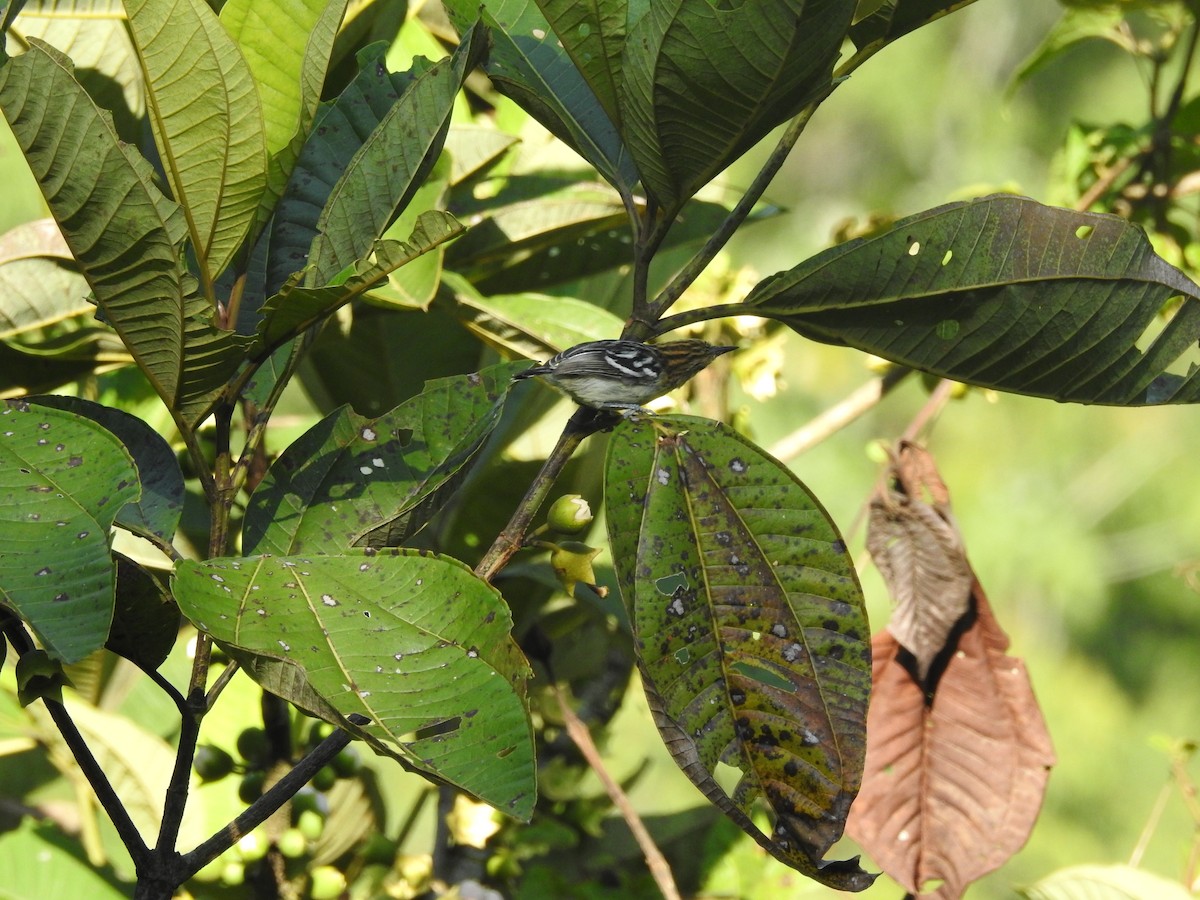 Pacific Antwren - ML646348480