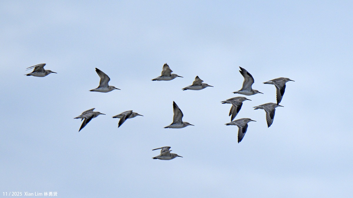 大濱鷸 - ML646348485