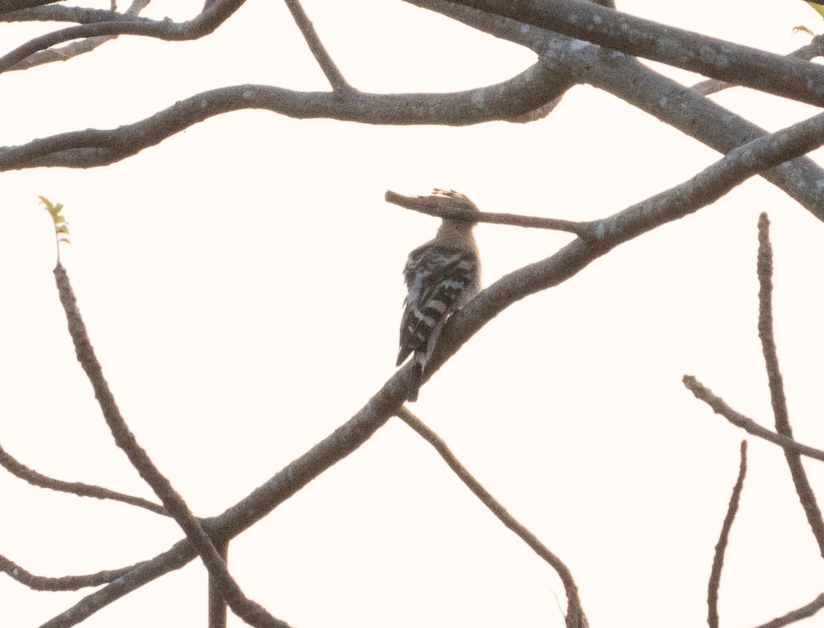 Common Hoopoe - ML646348493
