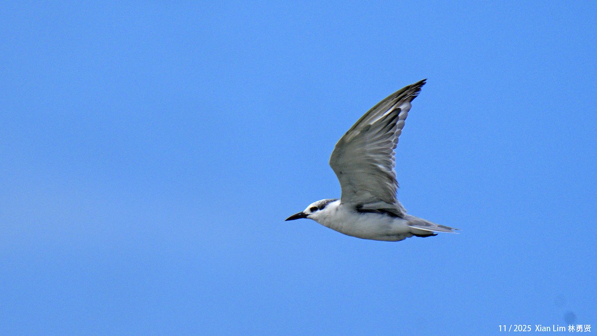 黑腹燕鷗 - ML646348496